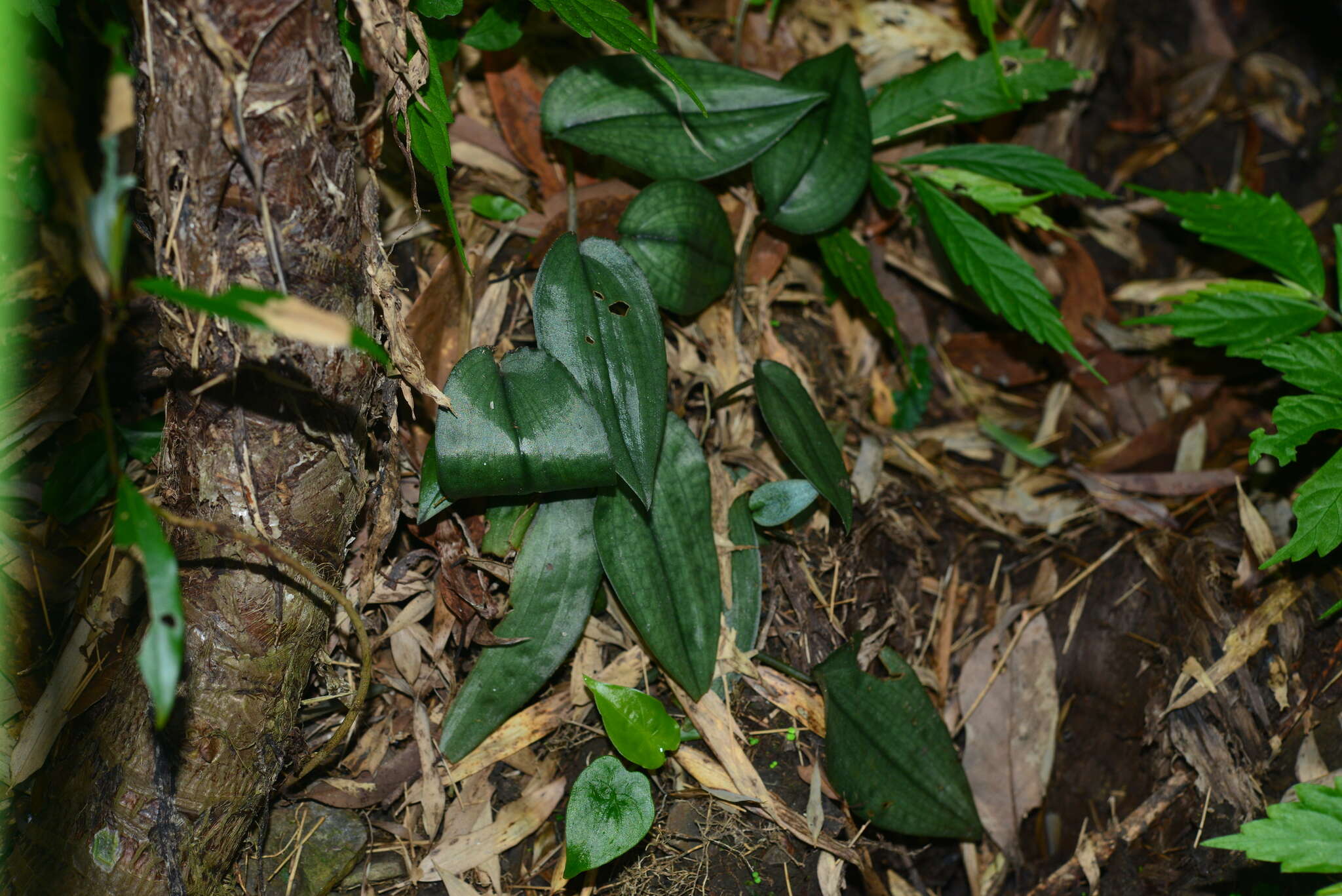 Imagem de Tainia cordifolia Hook. fil.