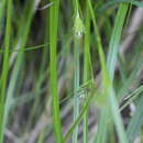 Image of Carex phalaroides Kunth