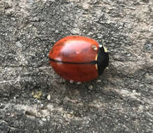 Image of California Lady Beetle