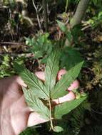 Plancia ëd Filipendula ulmaria subsp. denudata (J. & C. Presl) Hayek