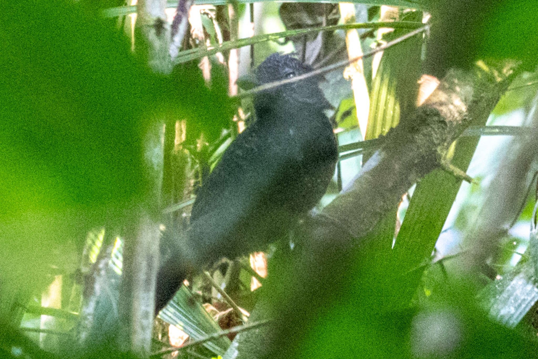 Image of Fulvous Antshrike