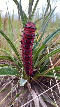 Image of Melanocera menippe (Westwood 1849)