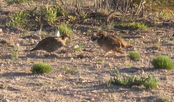 Image of Lesser Prairie Chicken