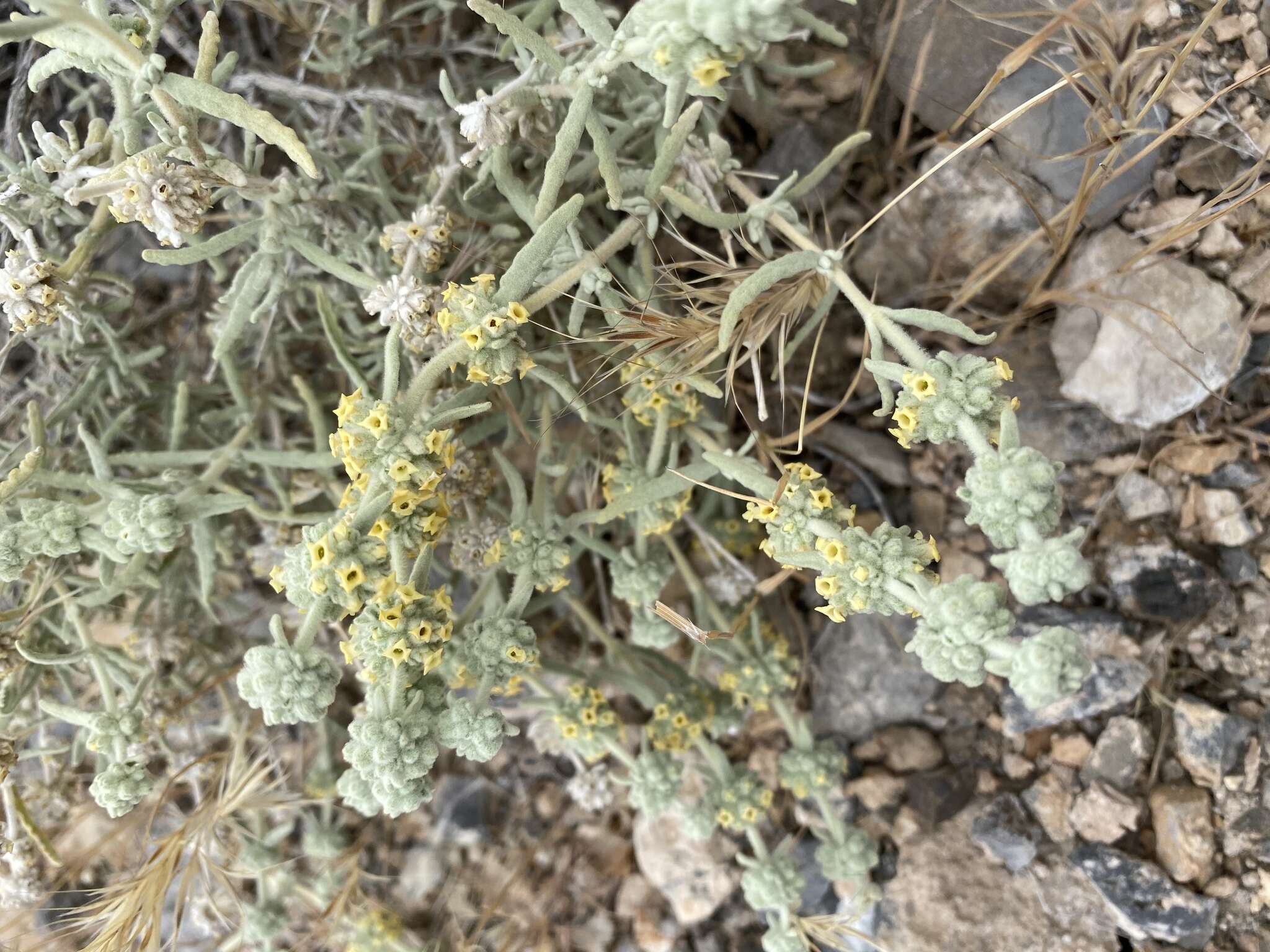 Image of Utah butterflybush