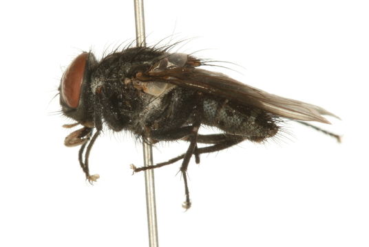 Image of <i>Muscina prolapsa</i> (Harris 1780)