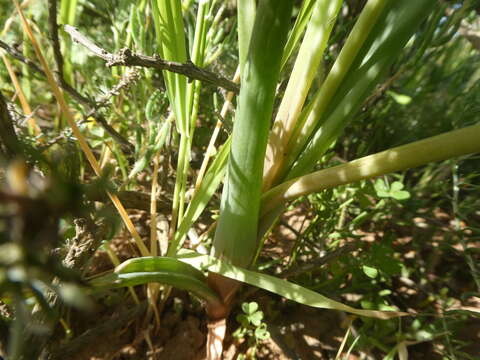 Plancia ëd Bulbine praemorsa (Jacq.) Spreng.