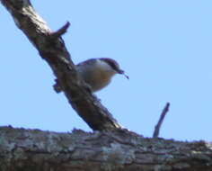 Image of Brown-headed Nuthatch