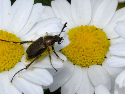 Image of Amphicoma pectinata (Lewis 1895)