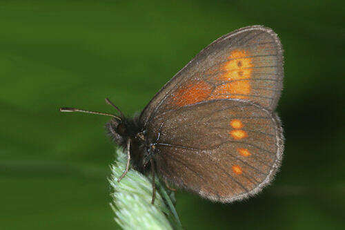 Image of Eriphyle Ringlet