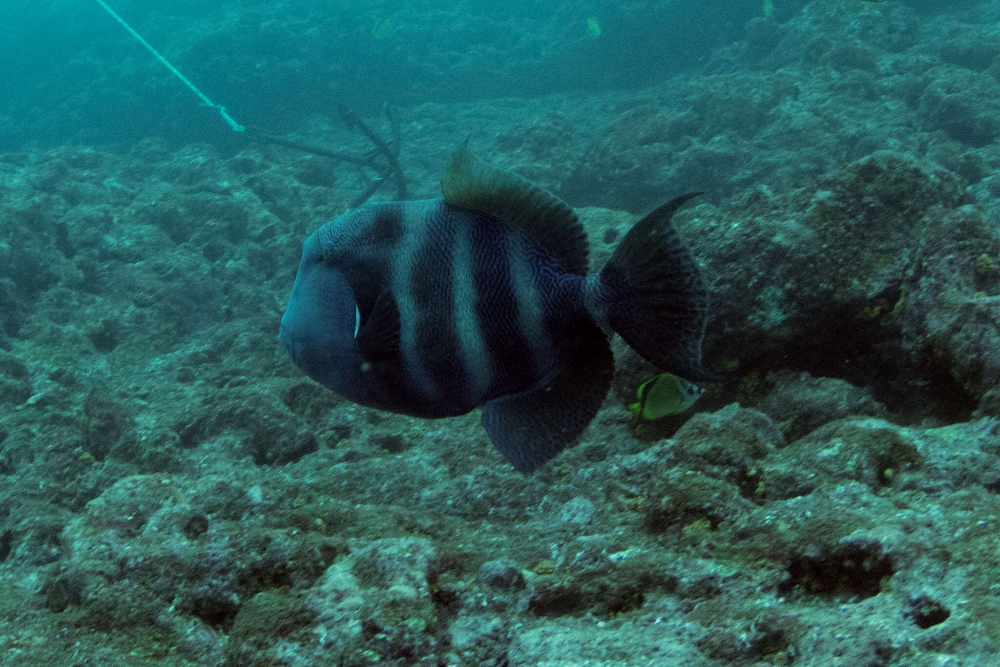 Image of Blunthead triggerfish