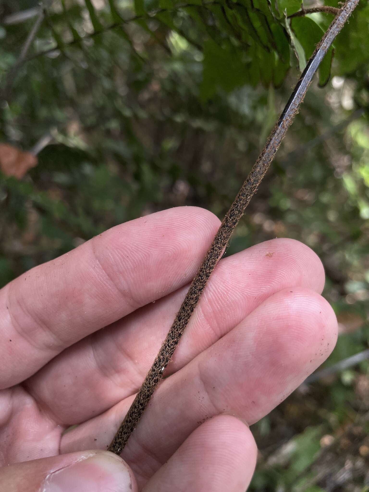 Adiantum villosum L.的圖片