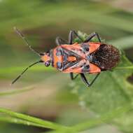 Image of black & red squash bug