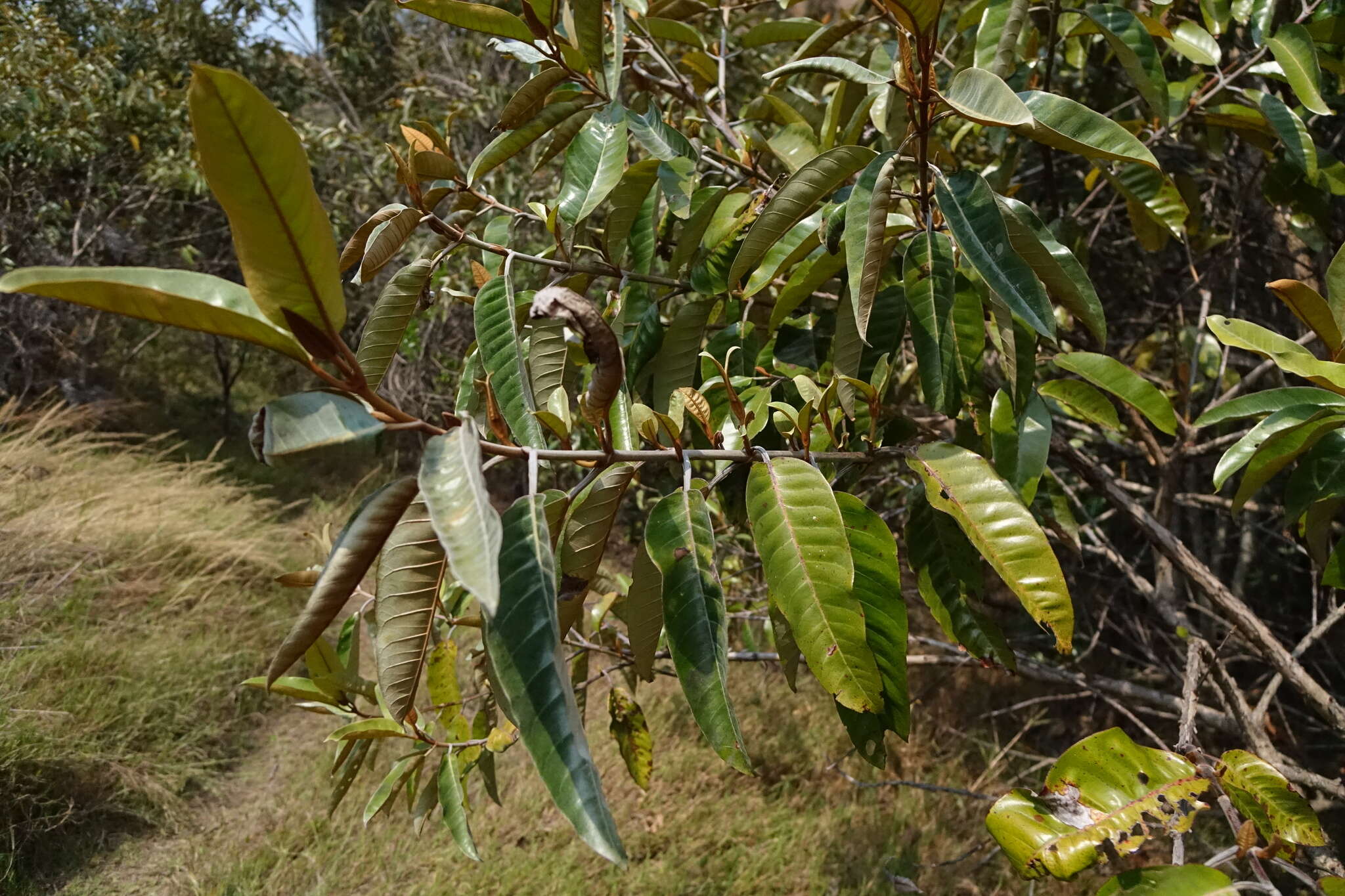 Image of Harungana