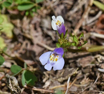 Image of Japanese mazus