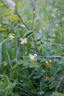 Imagem de Lathyrus holochlorus (Piper) C. L. Hitchc.