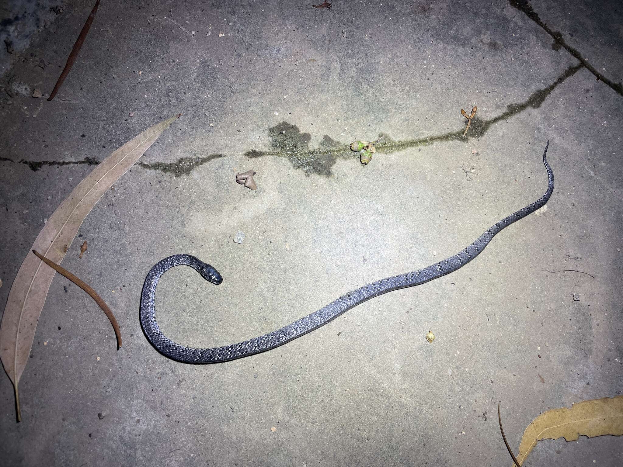 Image of Mountain Slug Snake