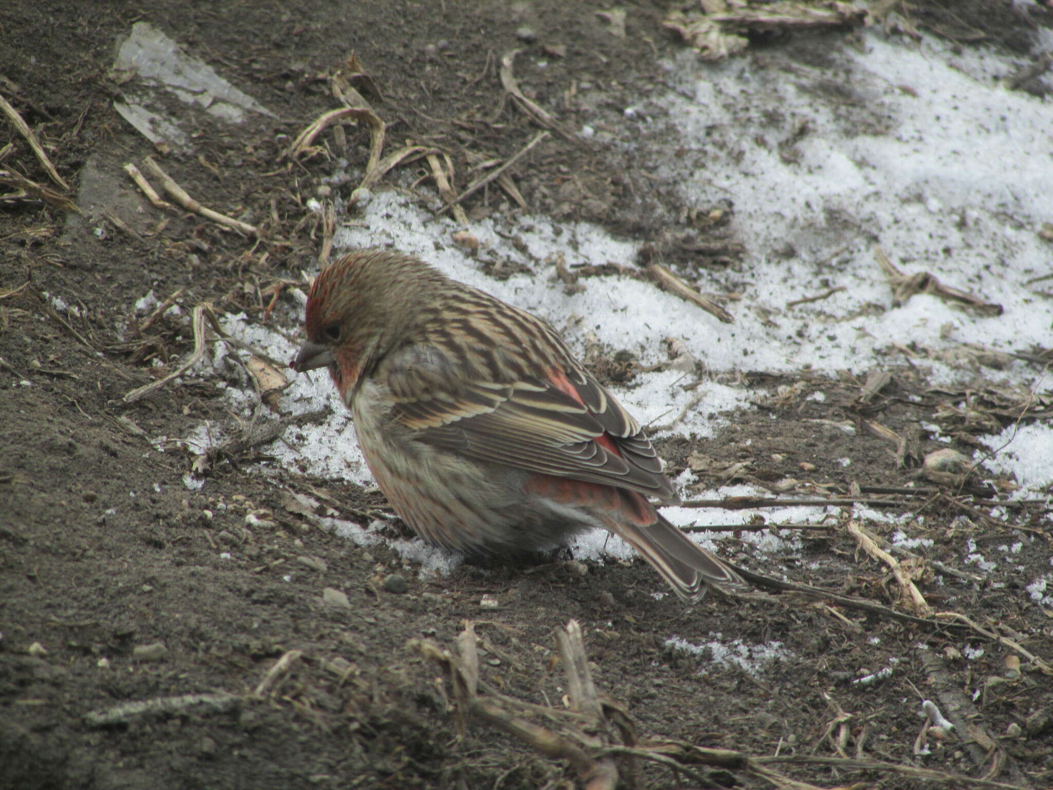 Imagem de Carpodacus roseus (Pallas 1776)