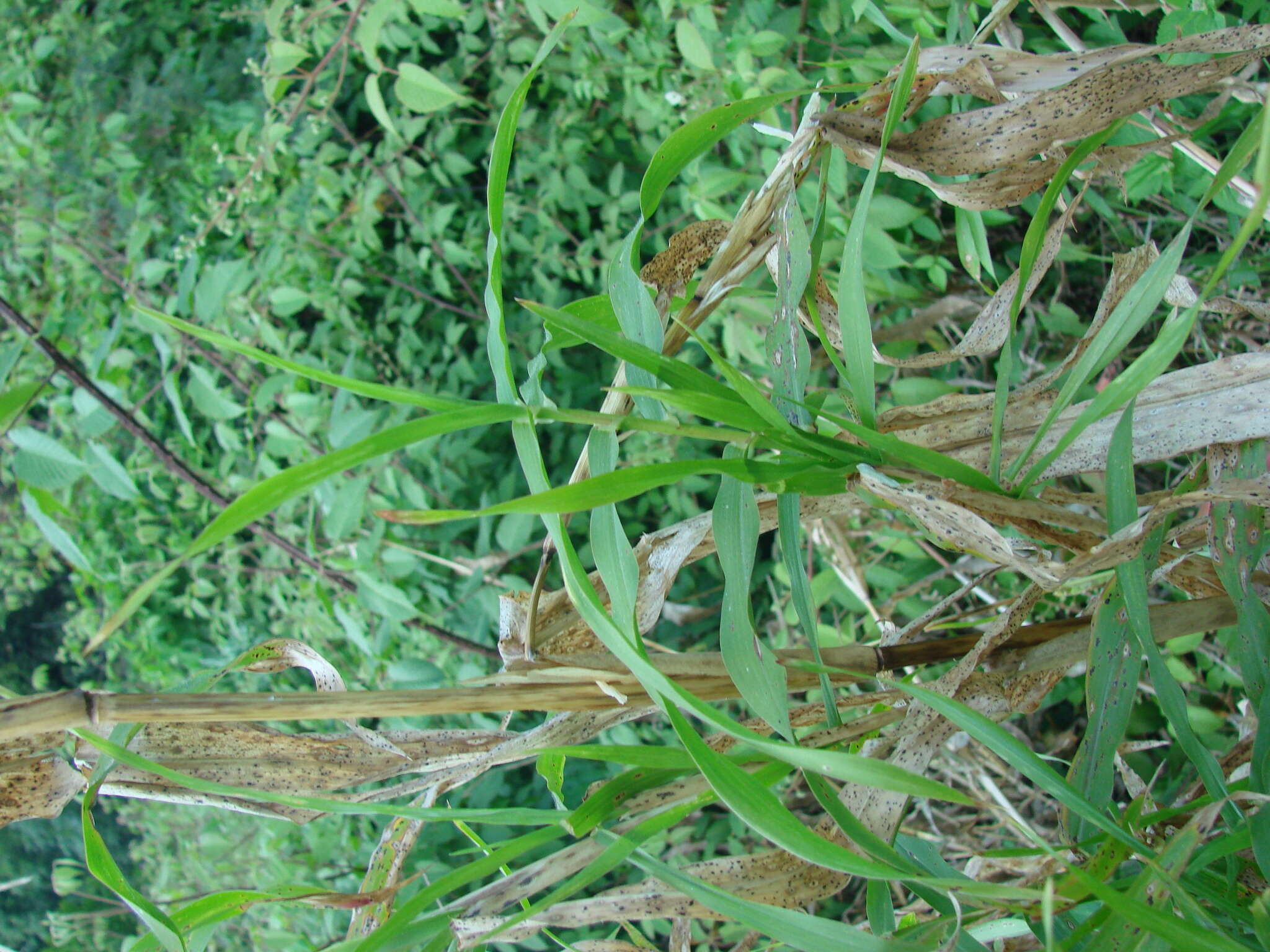 Image of diploperennial teosinte