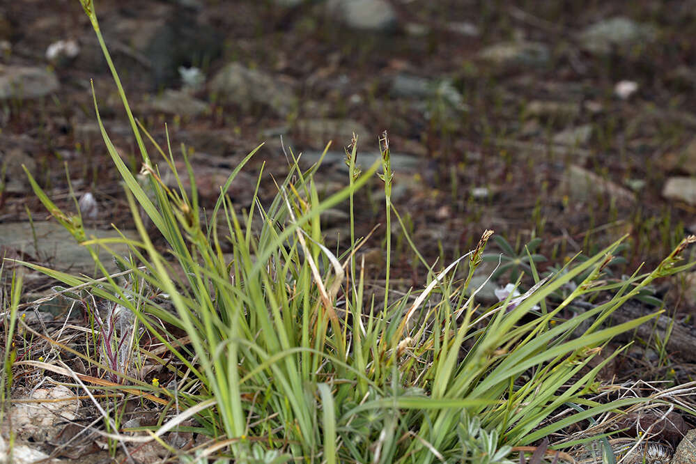 Image of Carex deflexa var. boottii L. H. Bailey