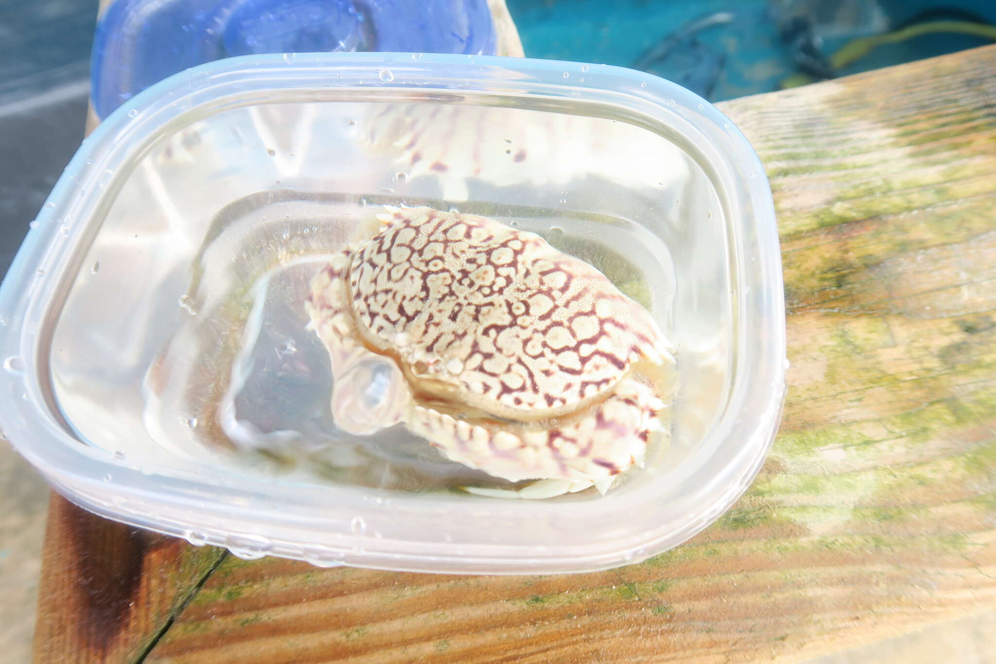 Image of ocellate box crab