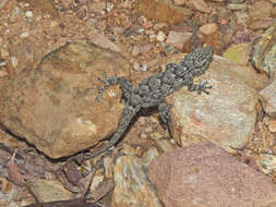 Image of Tarentola mauritanica mauritanica (Linnaeus 1758)