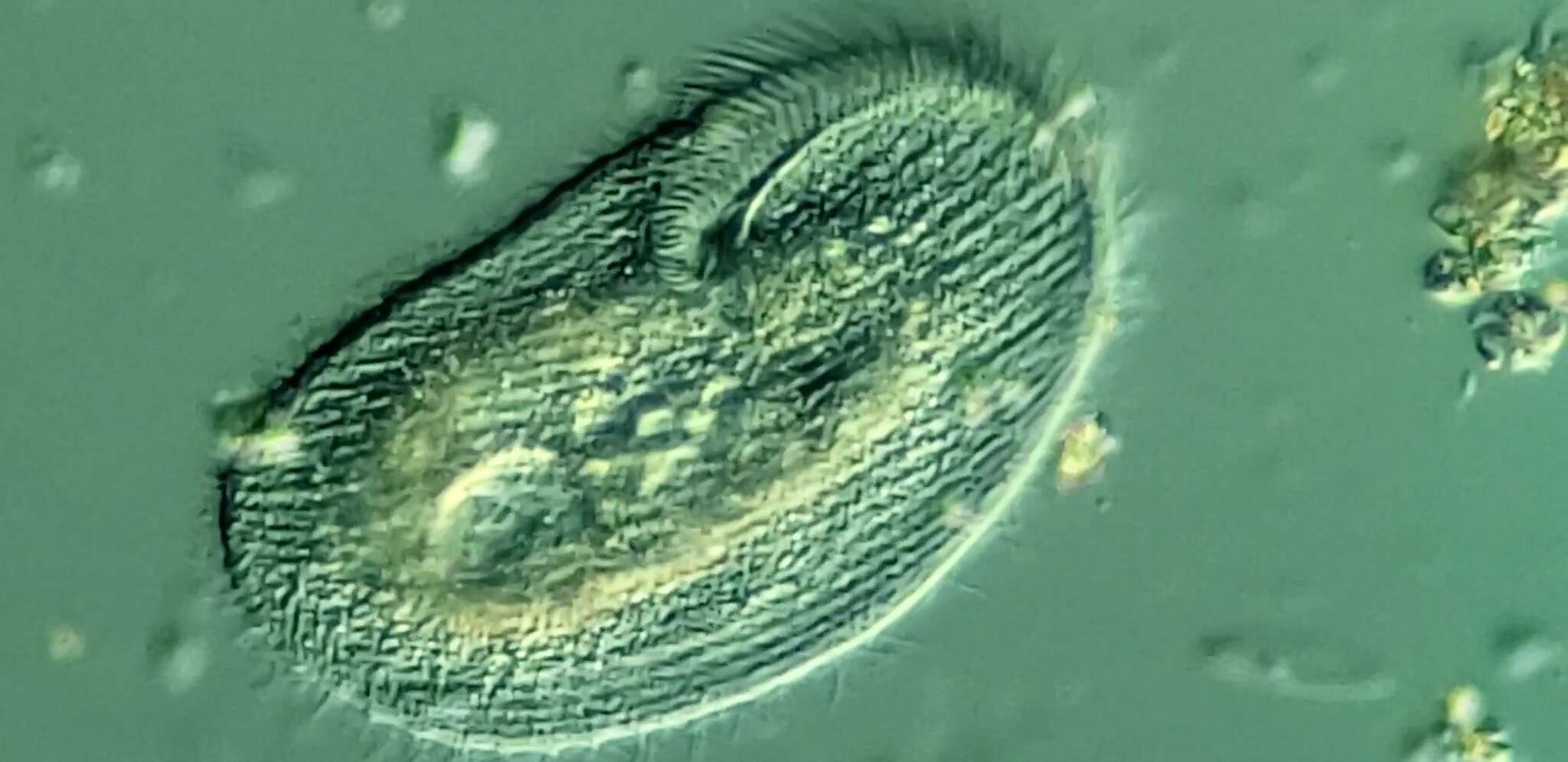 Image of Peritromus faurei