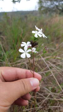 Image of pygmy bluehearts