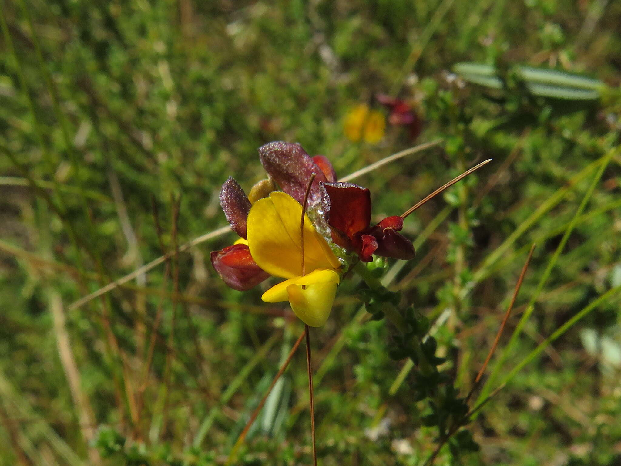 Imagem de Aspalathus divaricata Thunb.