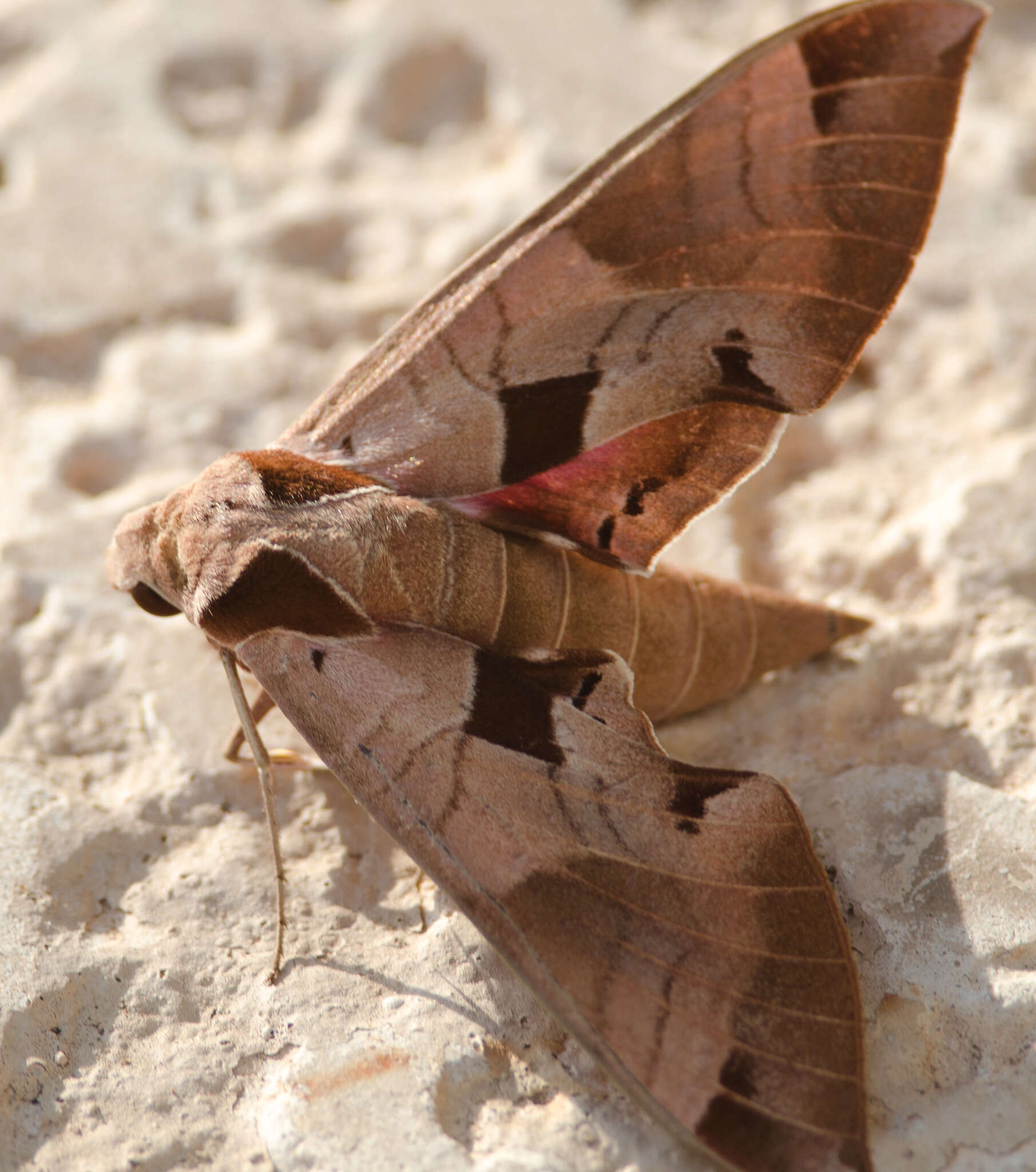 Image of Achemon Sphinx