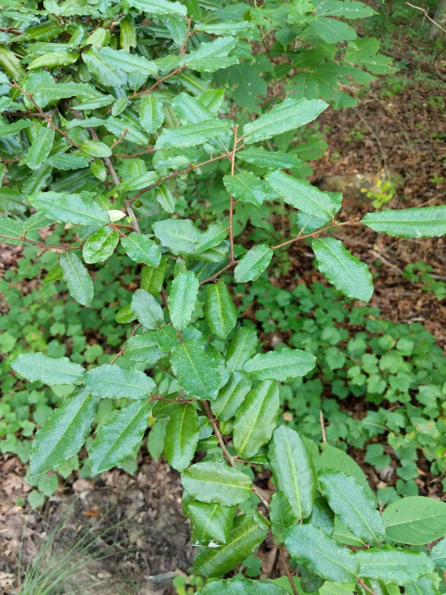 Image of Russian olive