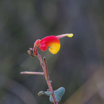 صورة Grevillea alpina Lindl.