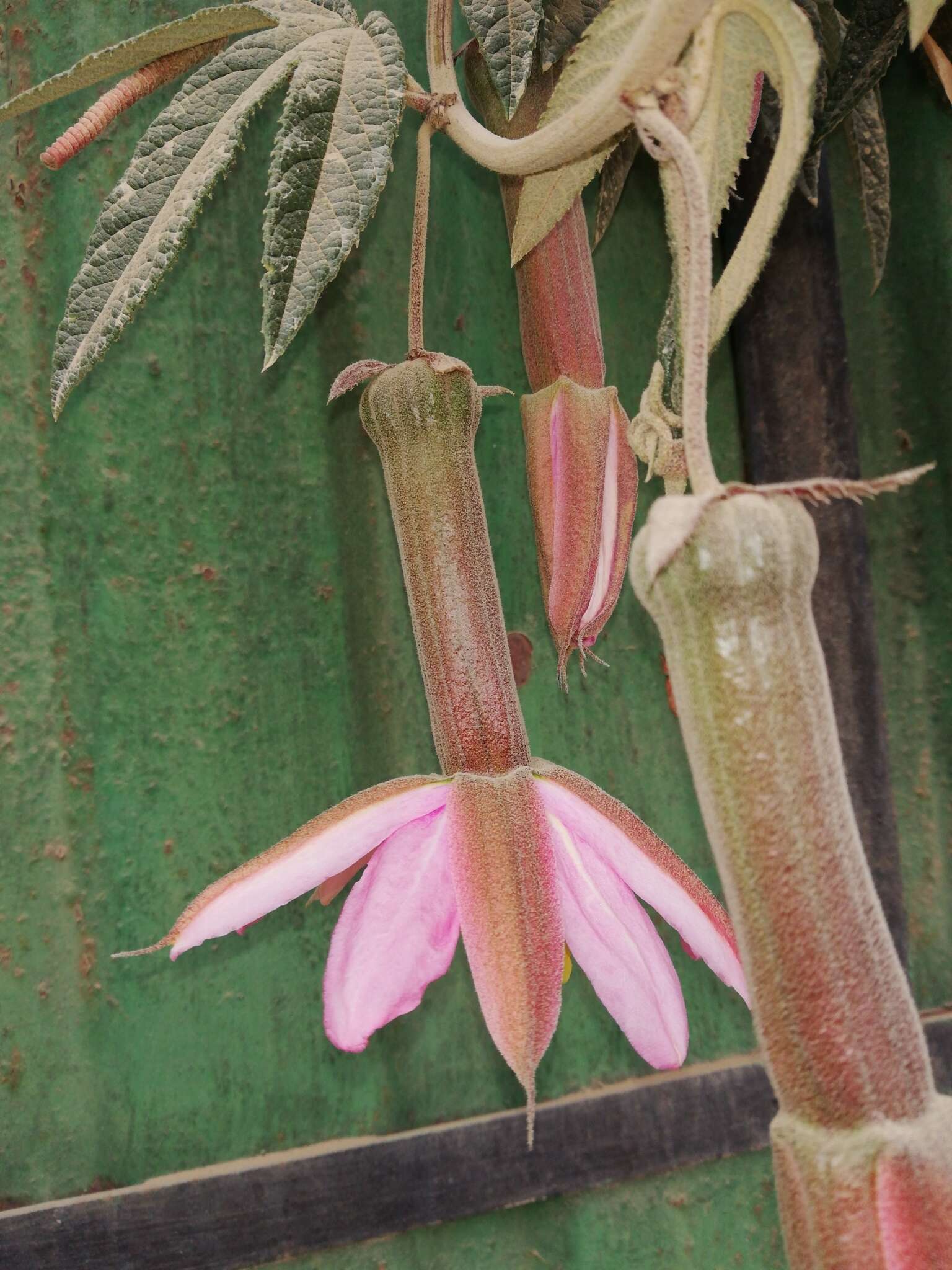 Image of Passiflora pinnatistipula Cav.