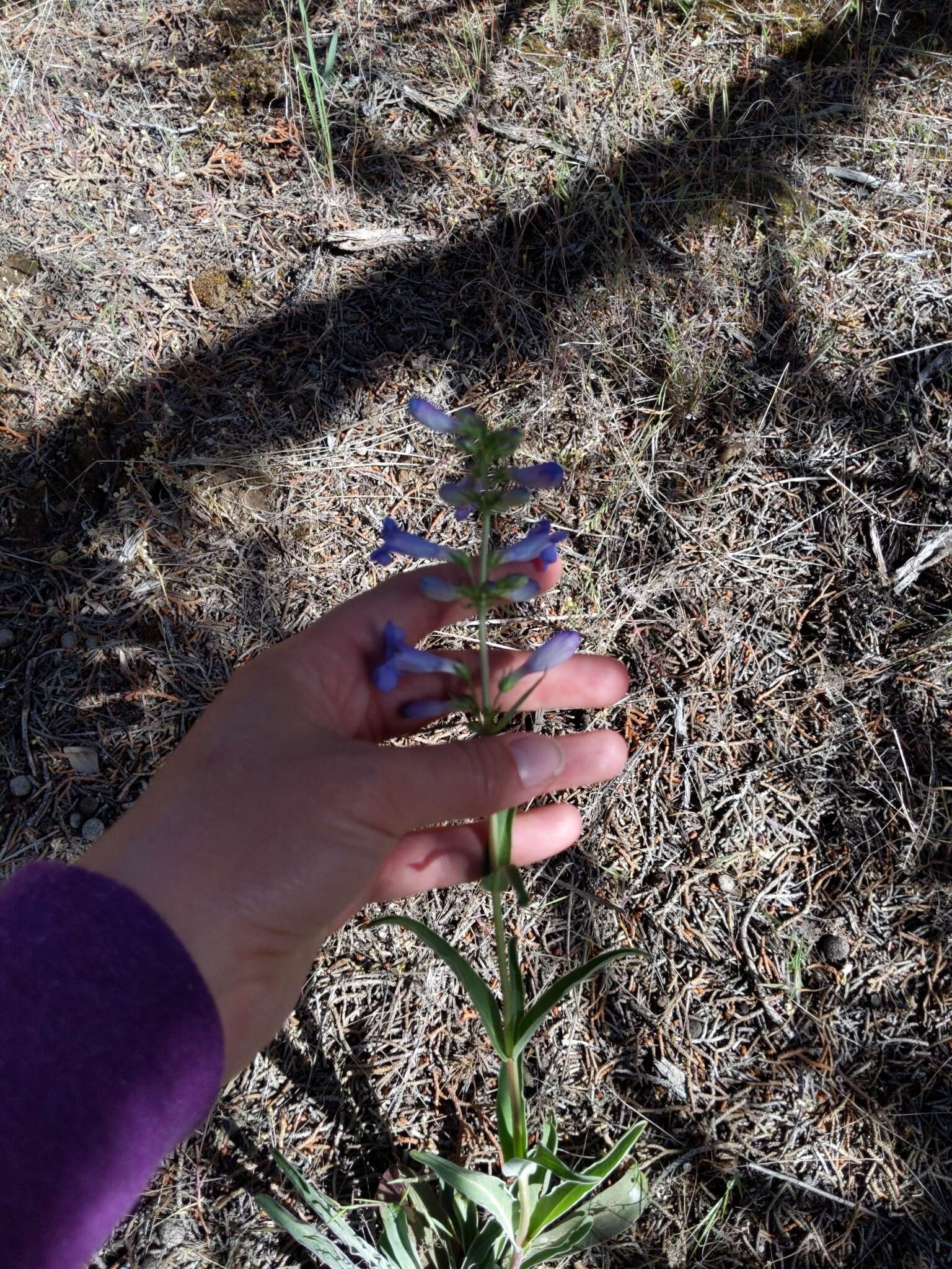 Imagem de Penstemon cyananthus Hook.