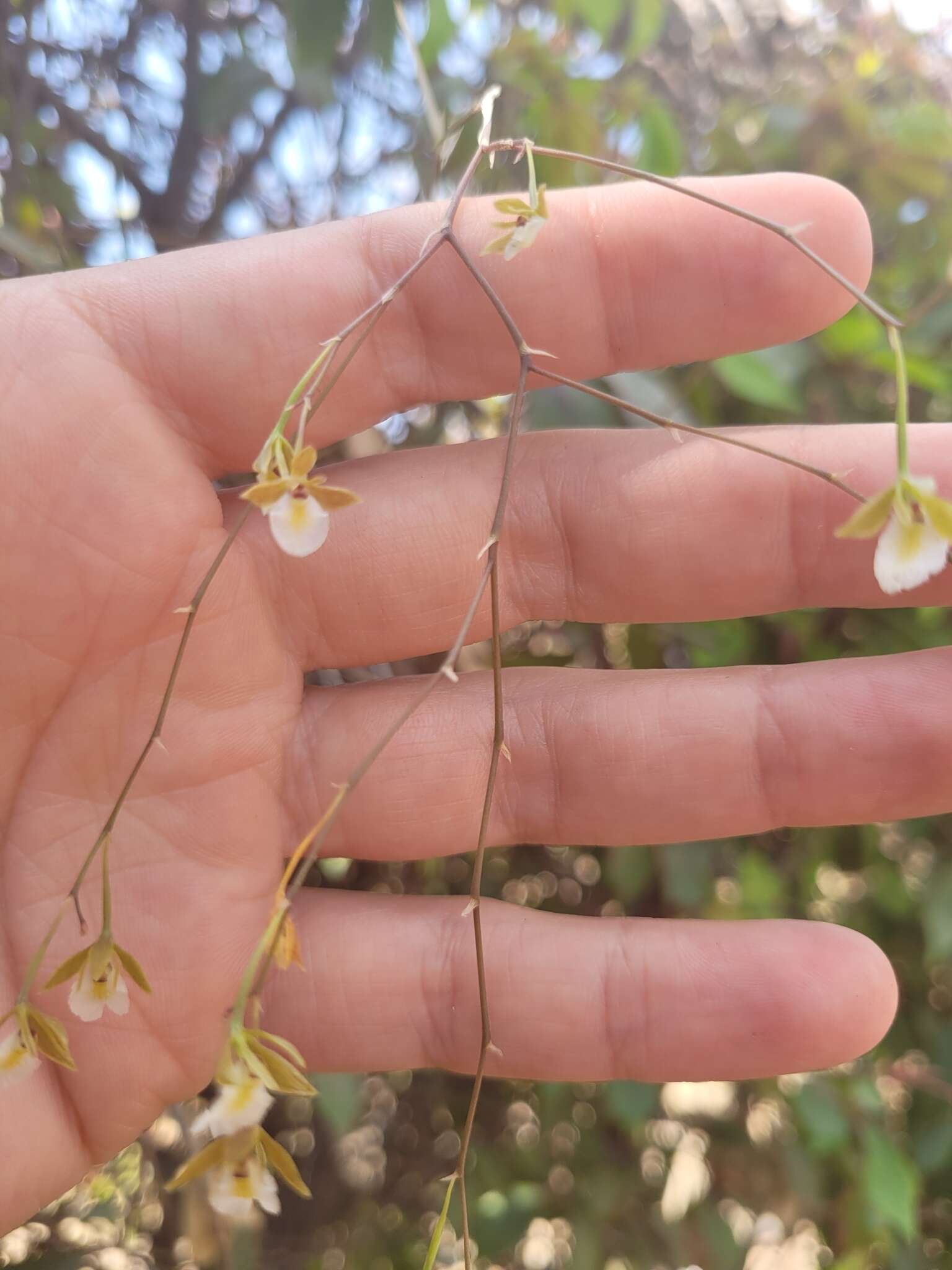 Image of Microepidendrum subulatifolium (A. Rich. & Galeotti) W. E. Higgins