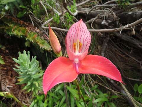 Image of Red Disa