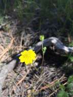 Potentilla crinita A. Gray resmi