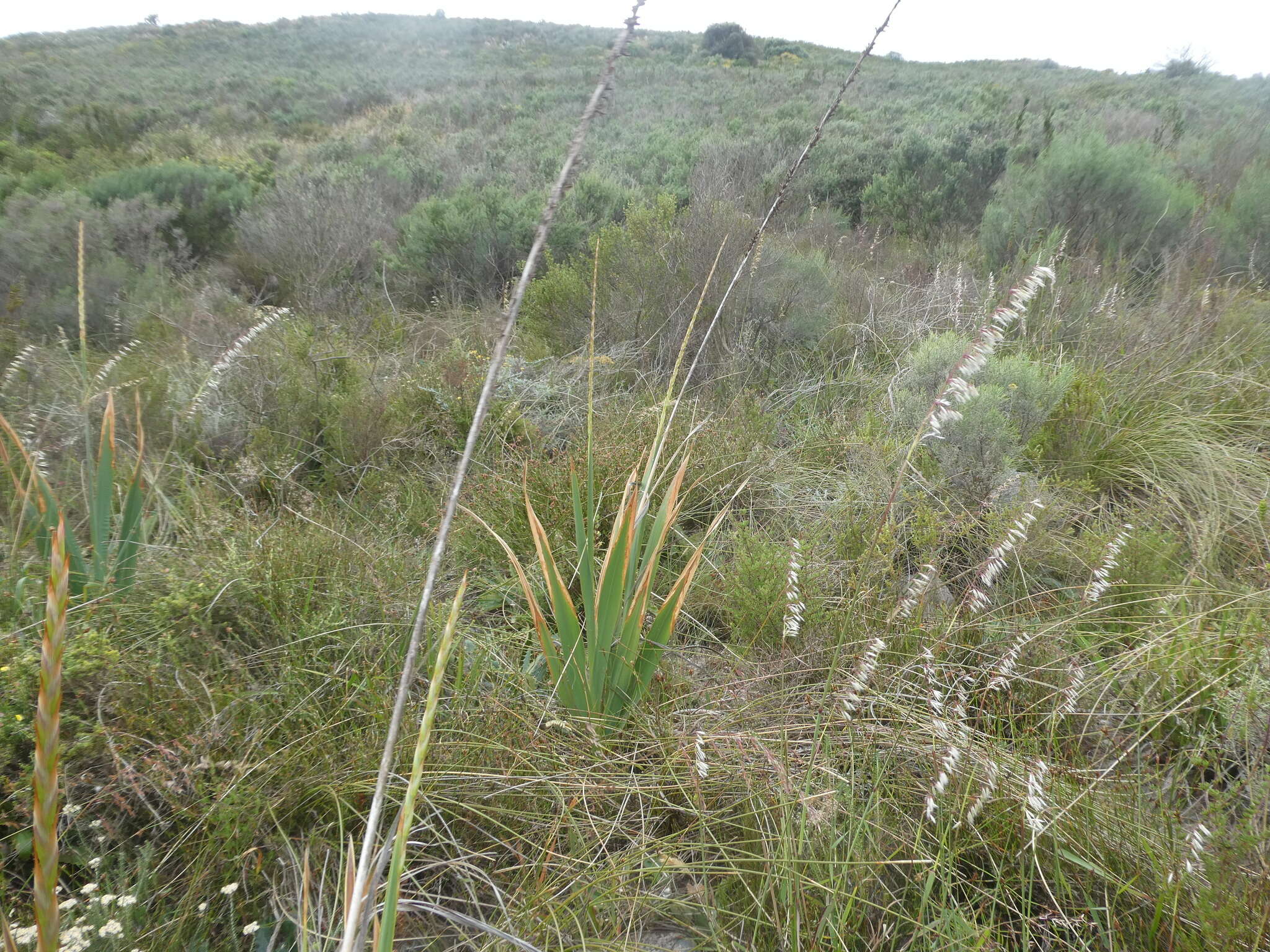 Image of fragrant bugle-lily