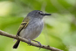 Image of Slate-headed Tody-Flycatcher