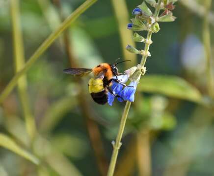 Image of Bombus breviceps Smith 1852