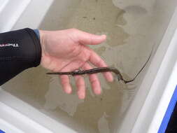 Image of Blue-spotted Cornetfish