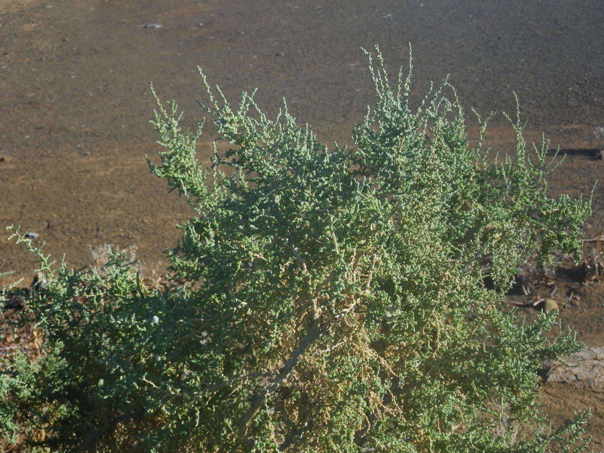 Image of Caroxylon aphyllum (L. fil.) N. N. Tzvelev