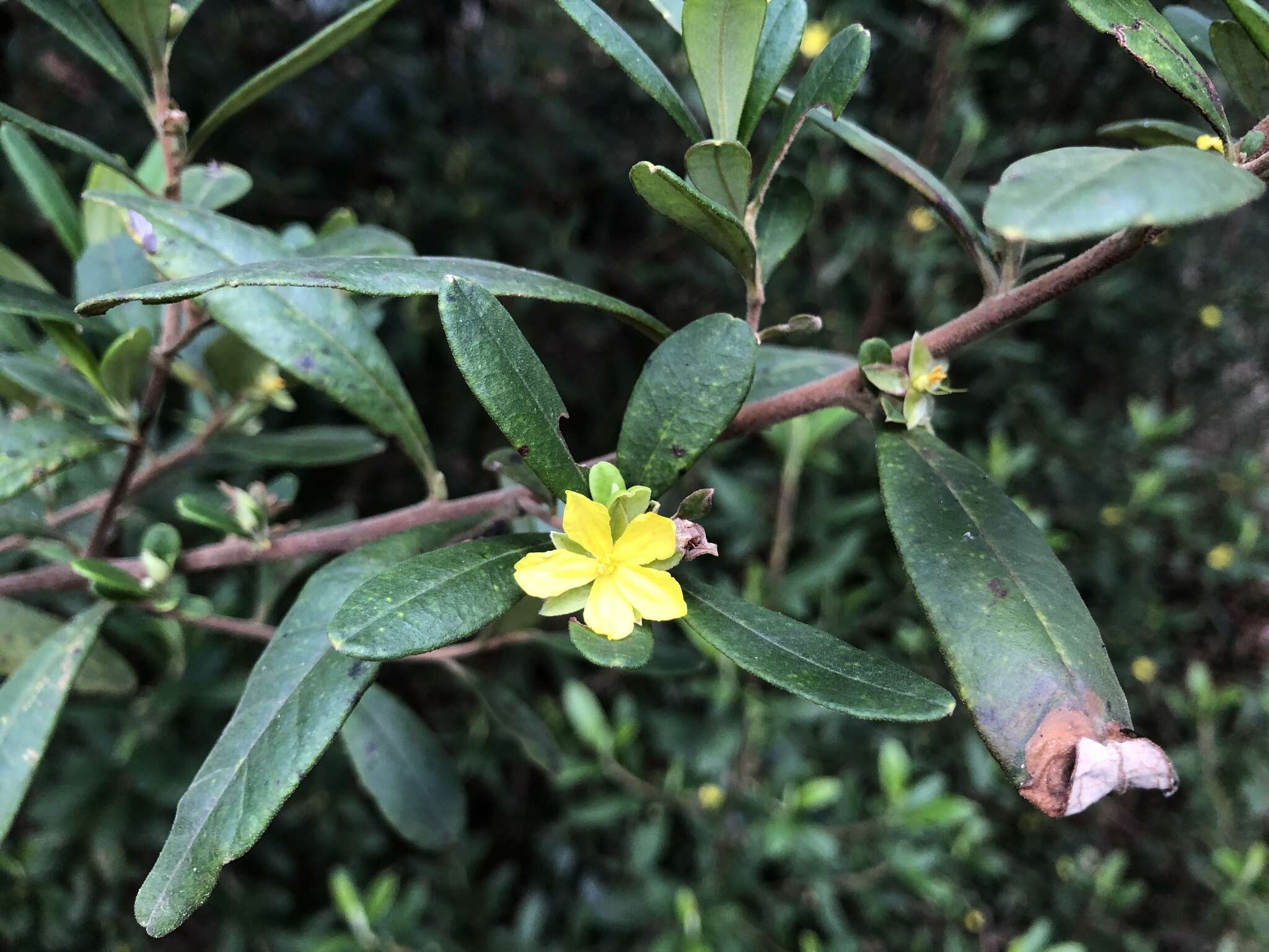 Image de Hibbertia hexandra C. T. White