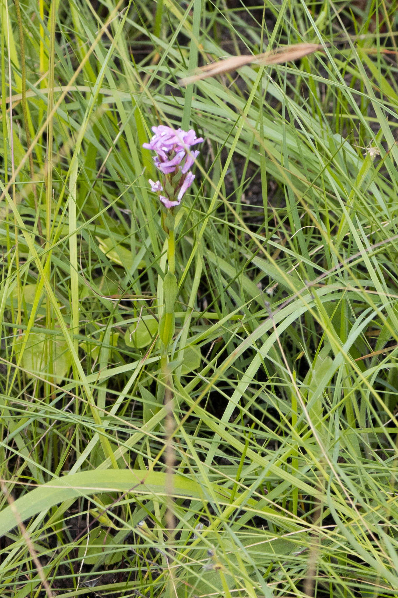 Image of Disa stachyoides Rchb. fil.