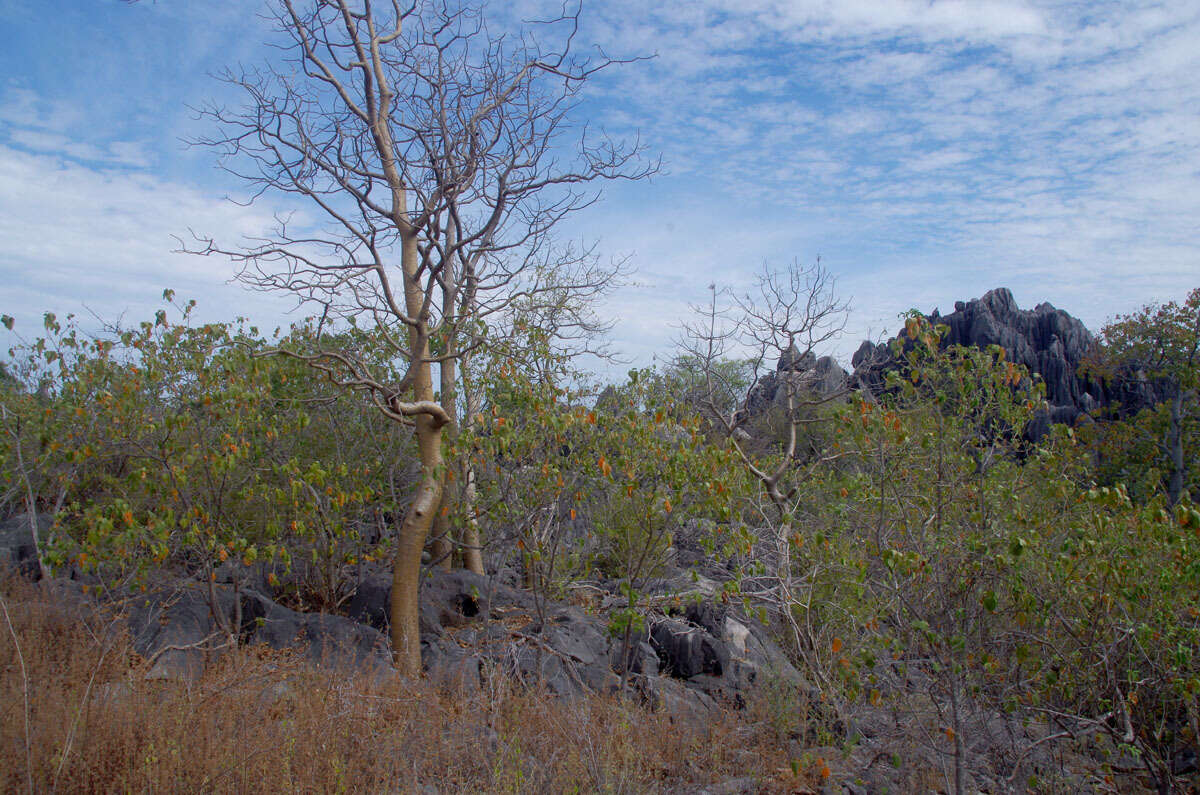 Image of Gyrocarpus americanus subsp. sphenopterus (R. Br.) Kubitzki