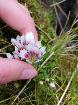 Image of Gentianella cerina (Hook. fil.) T. N. Ho & S. W. Liu