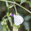 Image of Leptosia wigginsi (Dixey 1915)