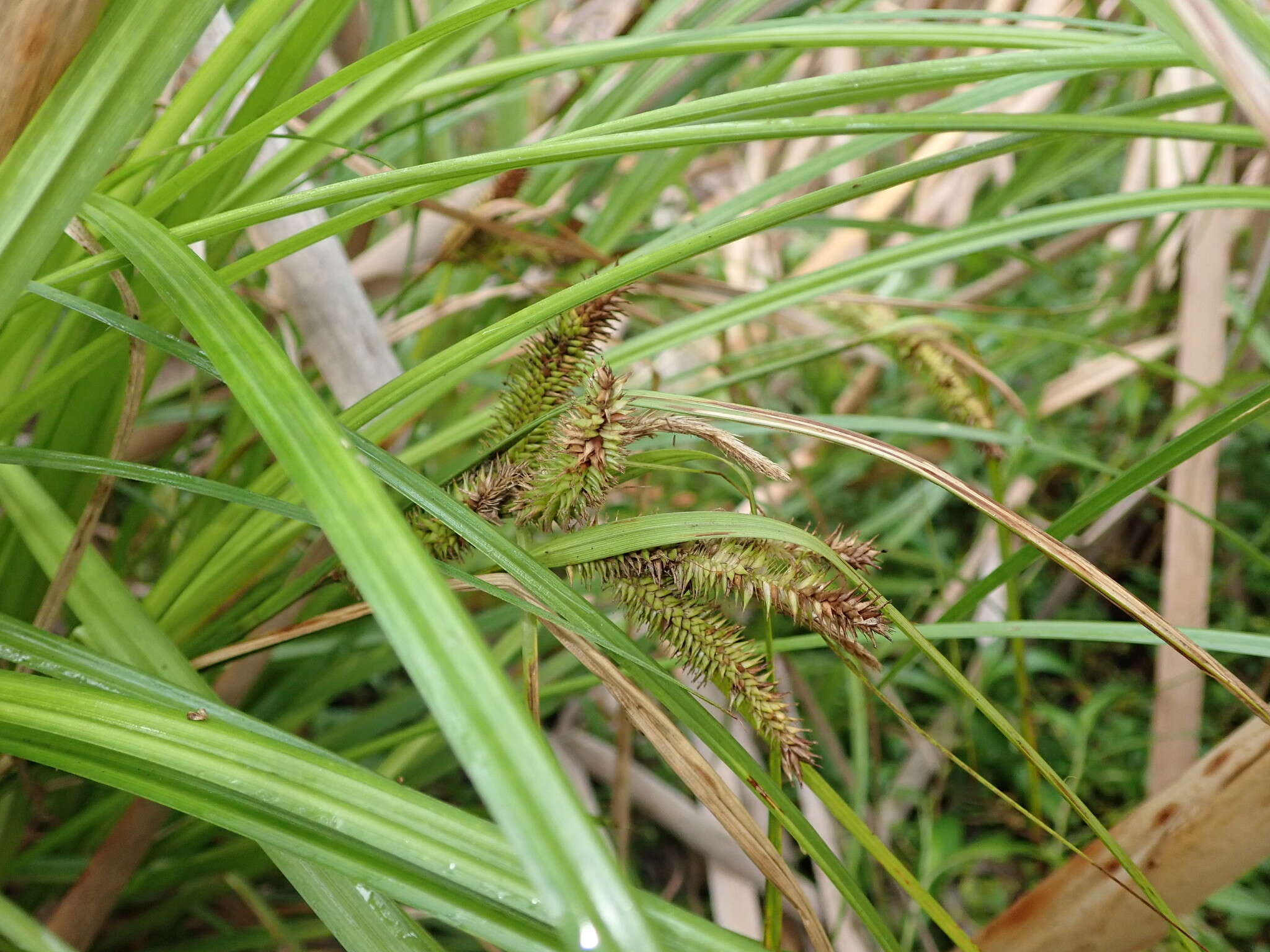 Sivun Carex maorica Hamlin kuva