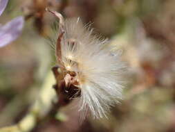 Image of Lactuca palmensis C. Bolle