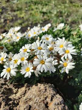 Image of Argyranthemum hierrense C. J. Humphries