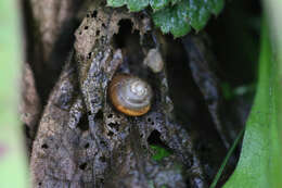 Image of Zenobiellina subrufescens